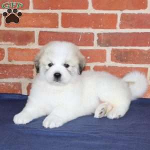 Queenie, Great Pyrenees Puppy